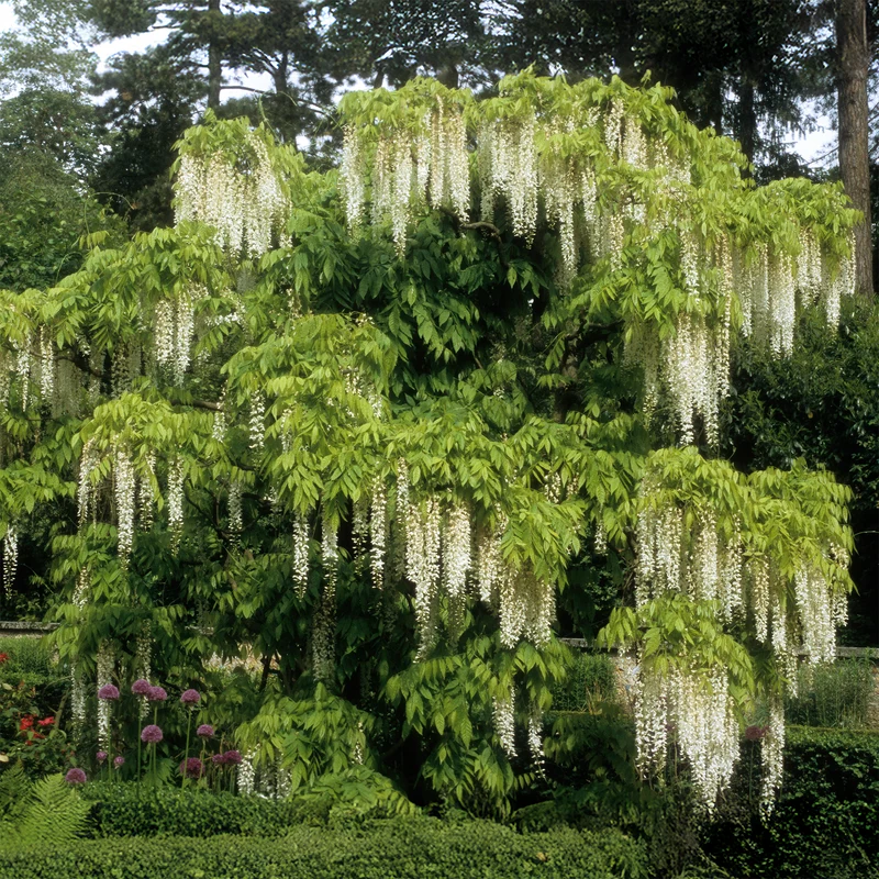 Glycine blanche sur tige