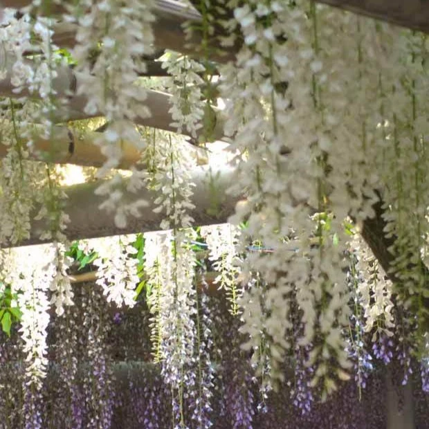 Glycine blanche sur tige