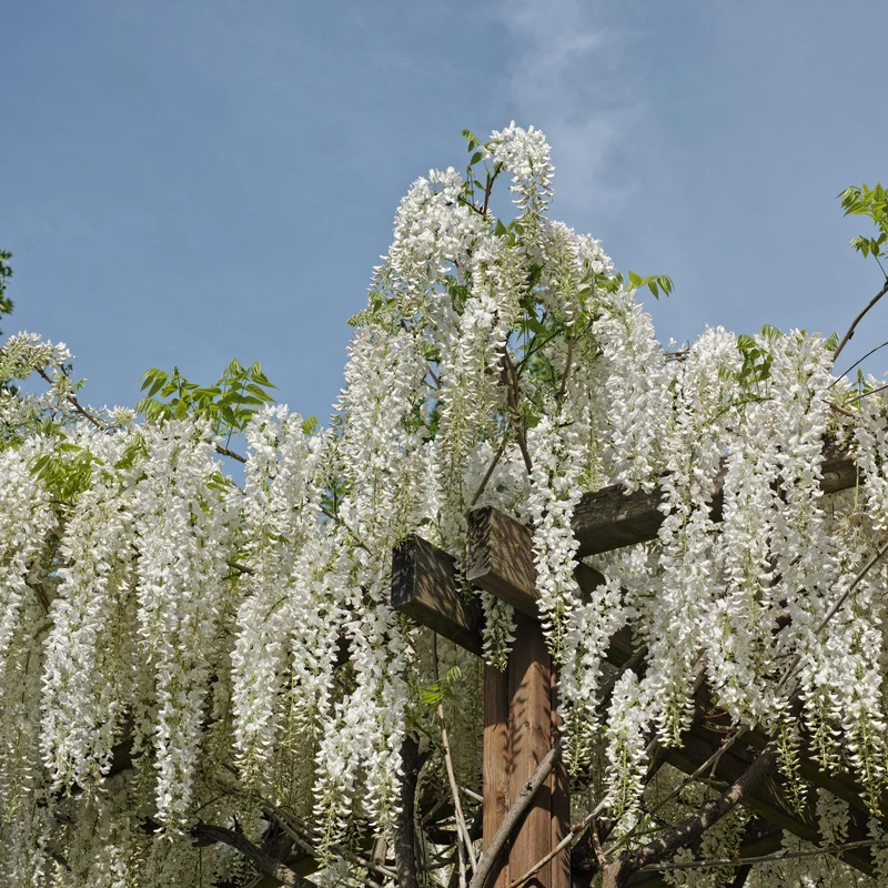 Glycine blanche sur tige