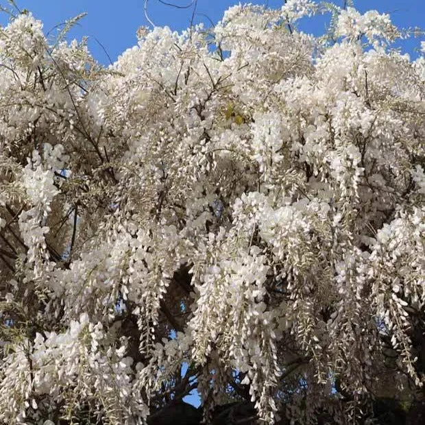 Glycine blanche sur tige