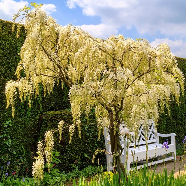 Glycine blanche sur tige