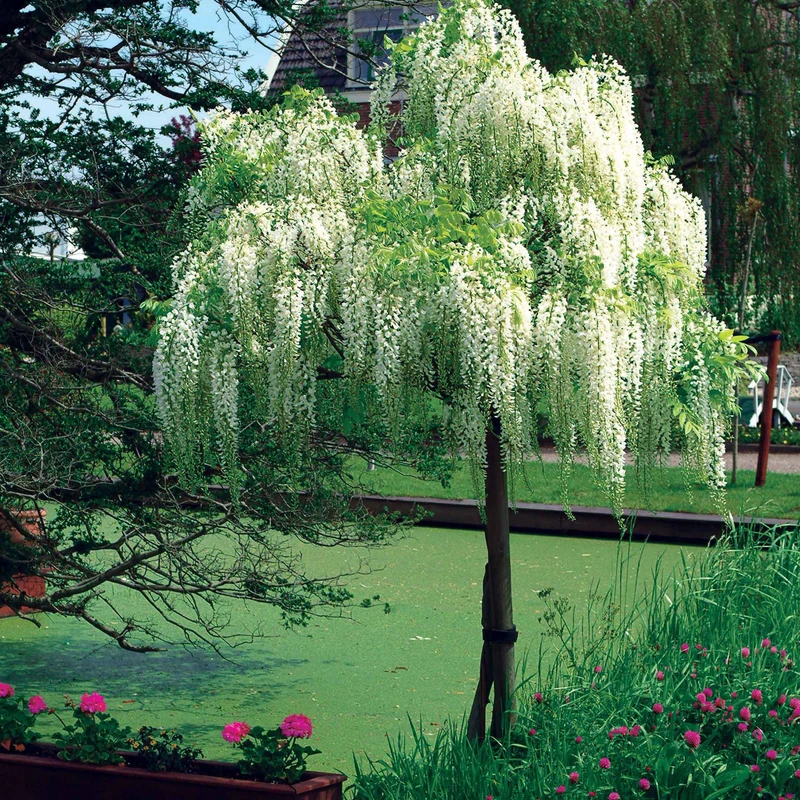 Glycine blanche sur tige