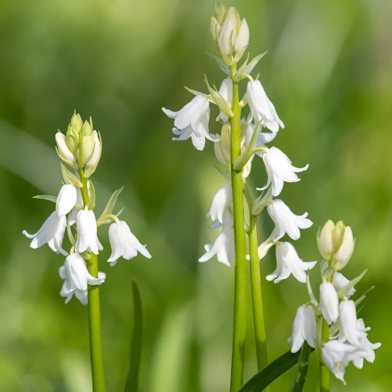 10 Jacinthes d'Espagne à fleurs blanches