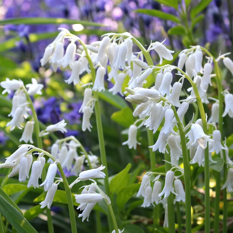 10 Jacinthes d'Espagne à fleurs blanches