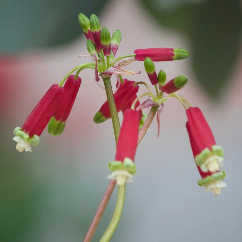 10 Clochettes sanguines