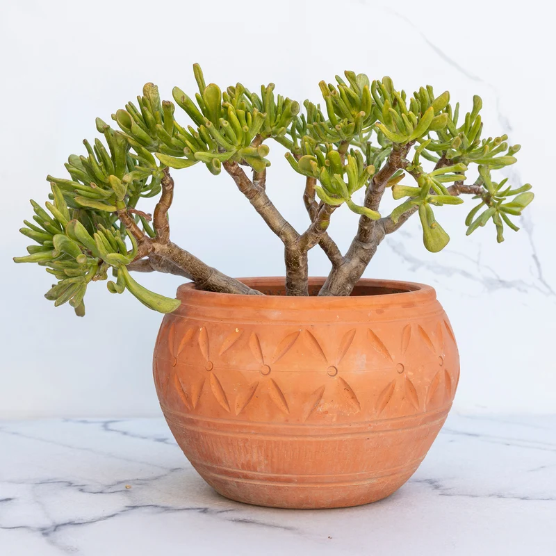 Crassula ovata Gollum