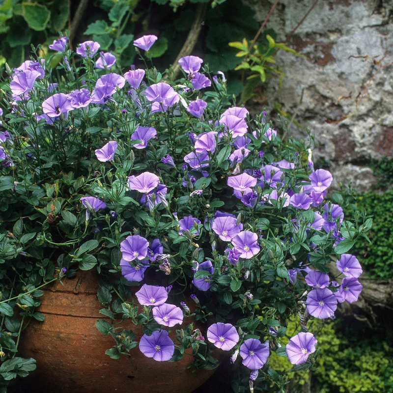Liseron de Mauritanie Deep Blue