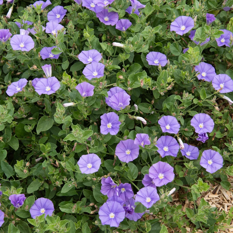 Liseron de Mauritanie Deep Blue