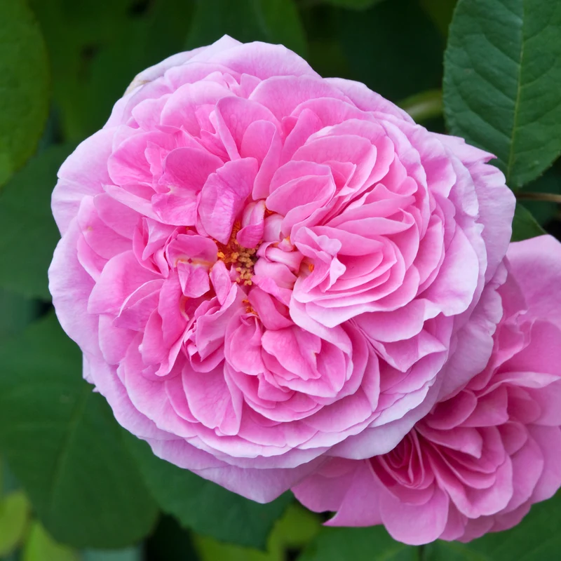 Rosier anglais grimpant Gertrude Jekyll® Ausbord