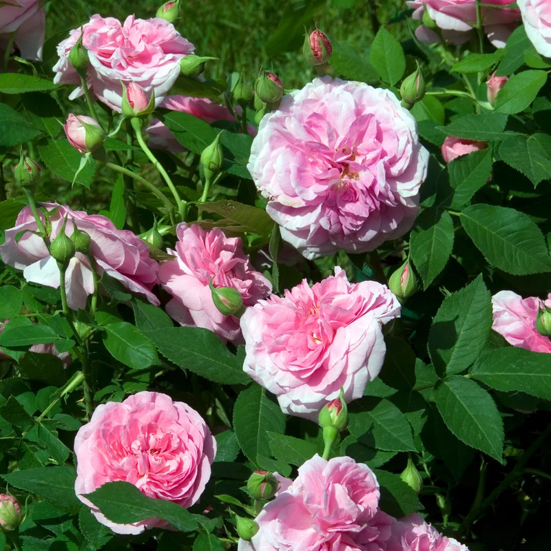Rosier anglais grimpant Gertrude Jekyll® Ausbord