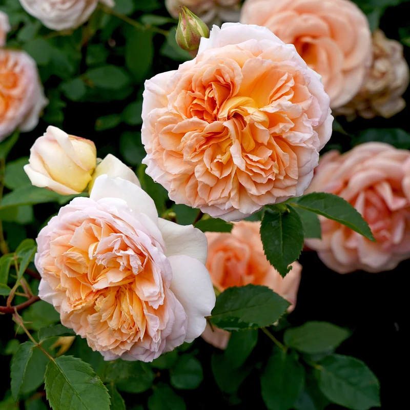 Rosier anglais grimpant Bathsheba® Auschimbley