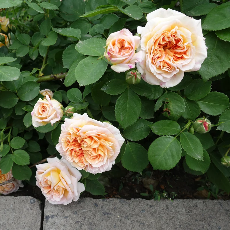 Rosier anglais grimpant Bathsheba® Auschimbley