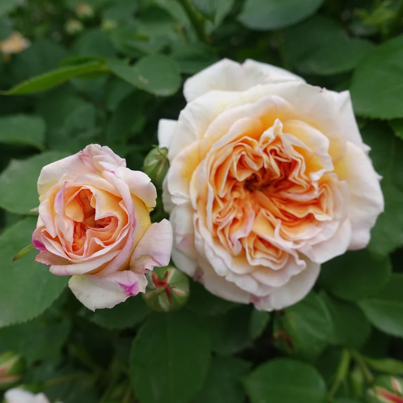 Rosier anglais grimpant Bathsheba® Auschimbley