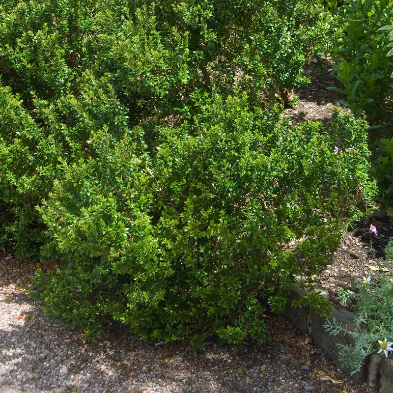 Myrte de Tarente