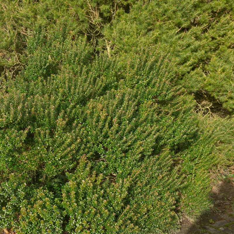 Myrte de Tarente