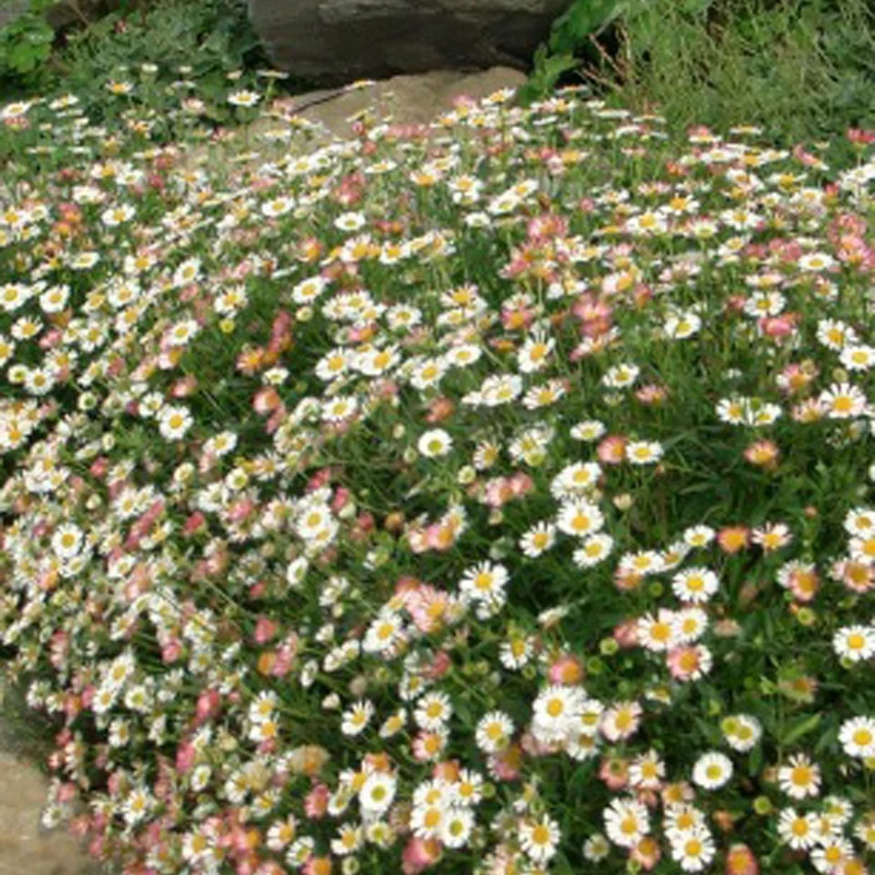 Erigeron karvinskianus 'Profusion'