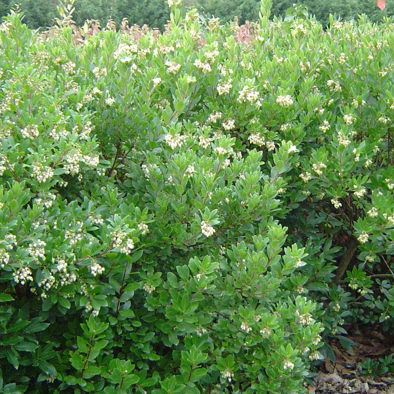 Arbousier Compacta