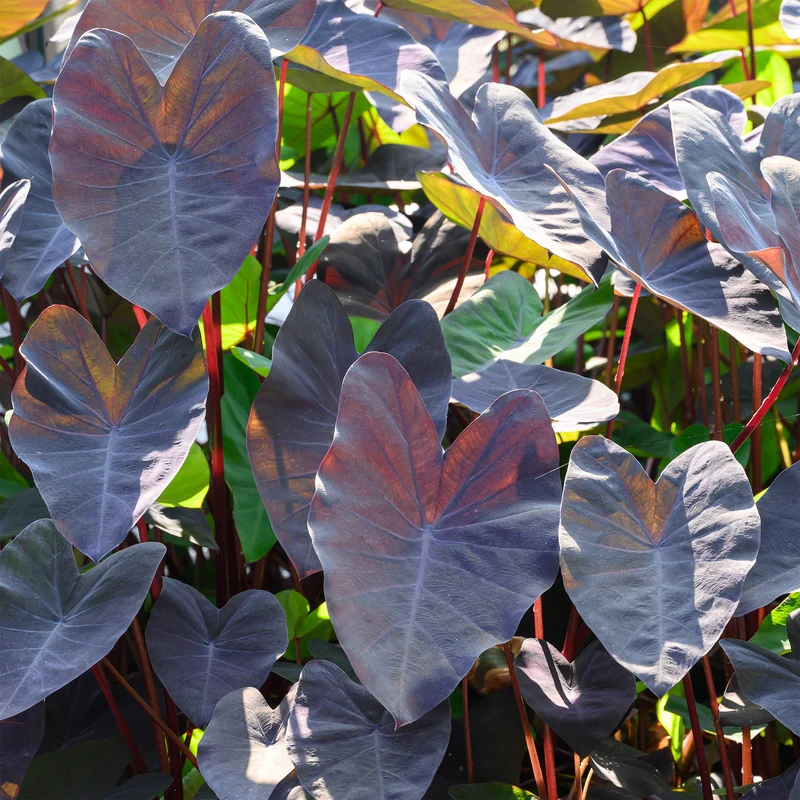 Colocasia Black Magic - Oreille d'éléphant