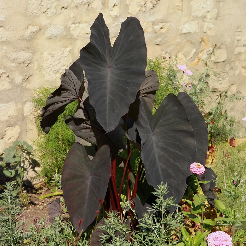 Colocasia Black Magic - Oreille d'éléphant
