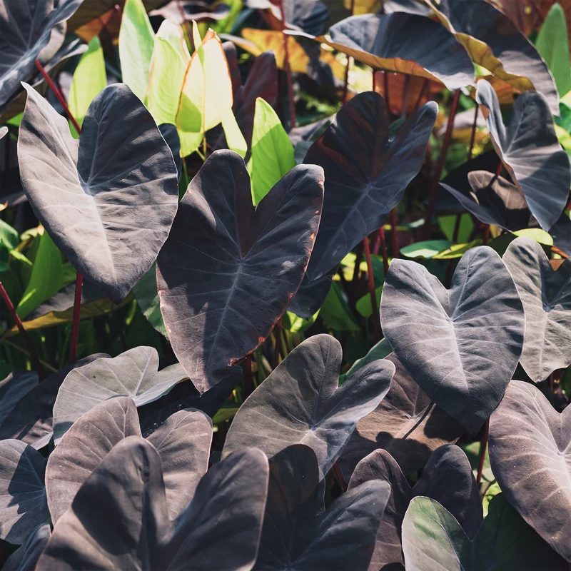 Colocasia Black Magic - Oreille d'éléphant