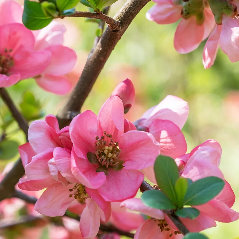 Cognassier du Japon Pink Lady