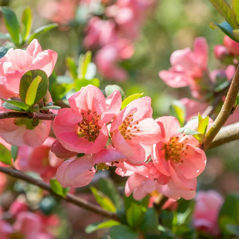 Cognassier du Japon Pink Lady