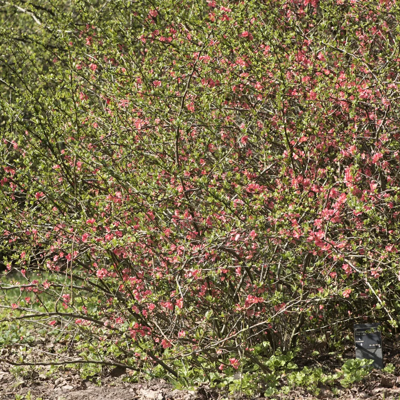 Cognassier du Japon Pink Lady
