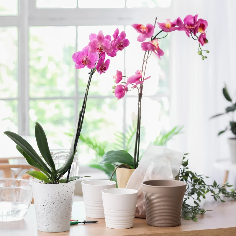 Orchidée rose