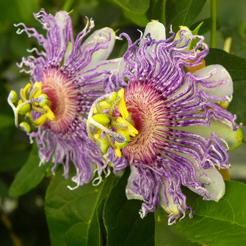 Passiflora à fruits Cooltropics® Eia popeia