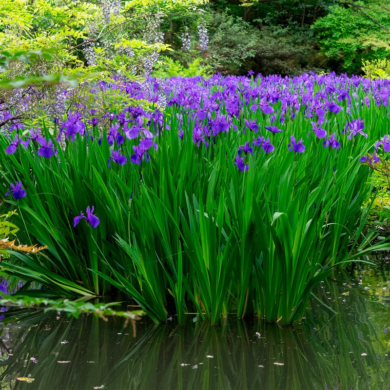 Iris des marais à fleurs bleues