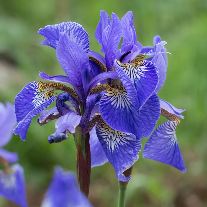 Iris des marais à fleurs bleues
