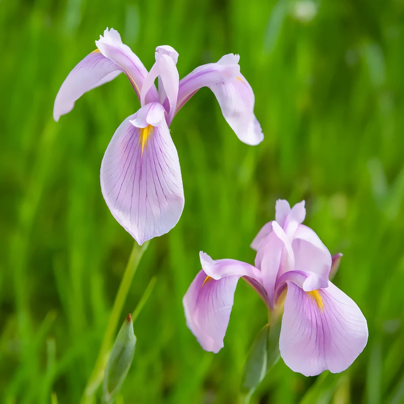 Iris du Japon Rose Queen