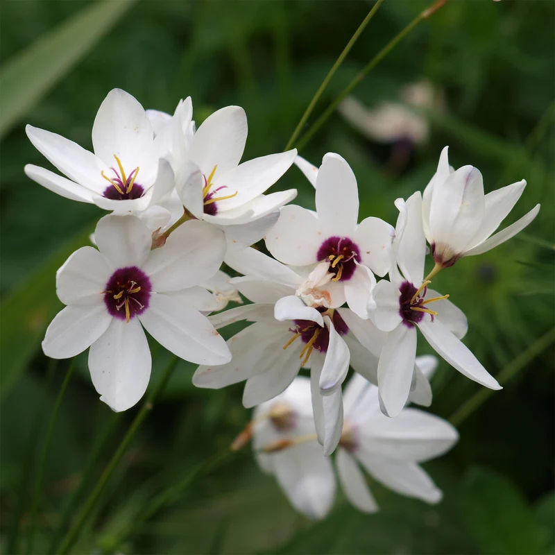 25 Lis des blés - Ixia Giant