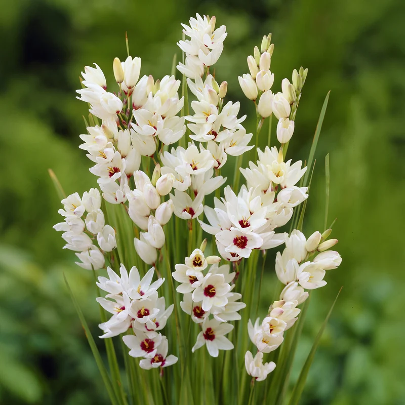 25 Lis des blés - Ixia Giant
