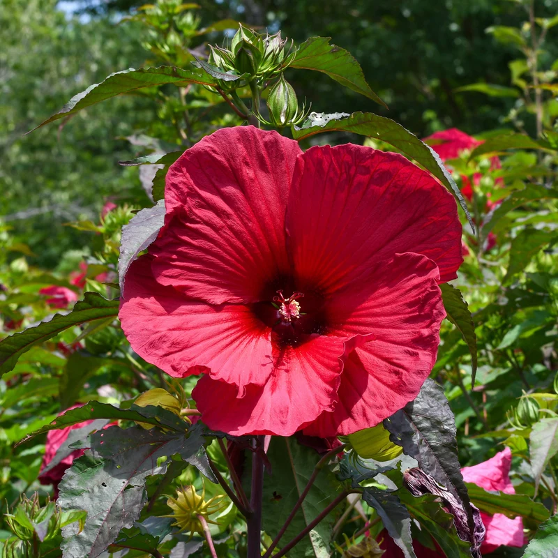 Hibiscus des marais Carrousel® Geant Red