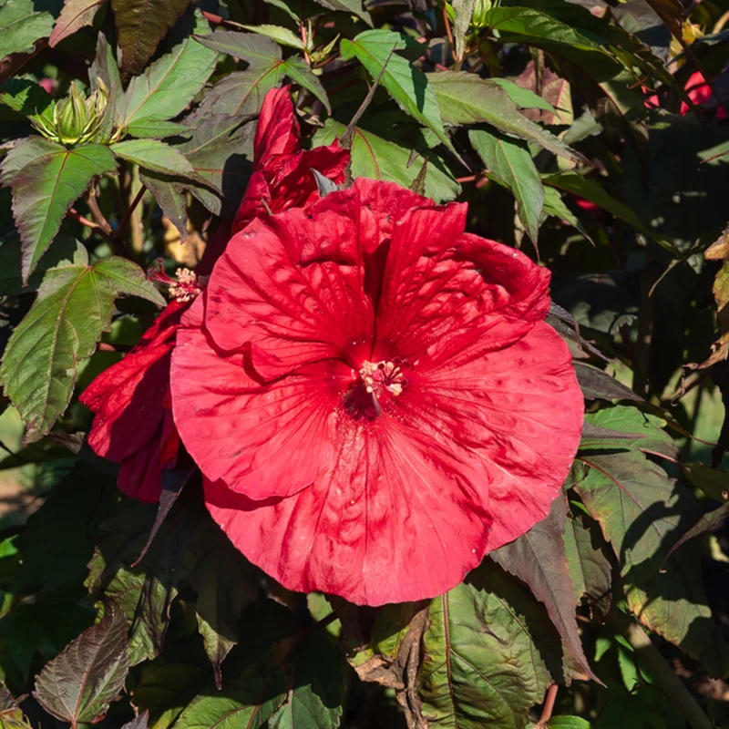 Hibiscus des marais Carrousel® Geant Red