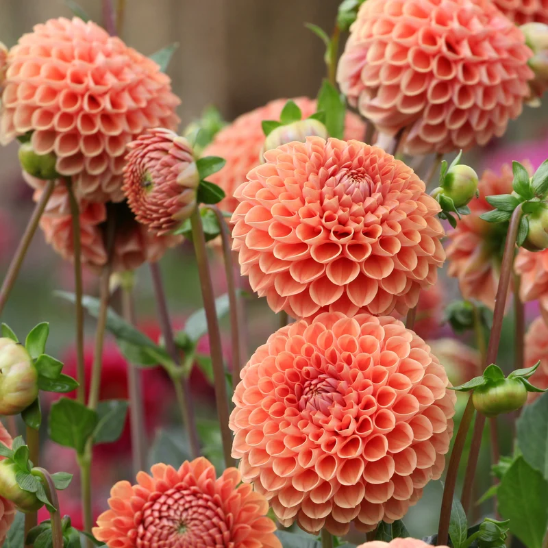 Dahlia ball Cornel Bronze
