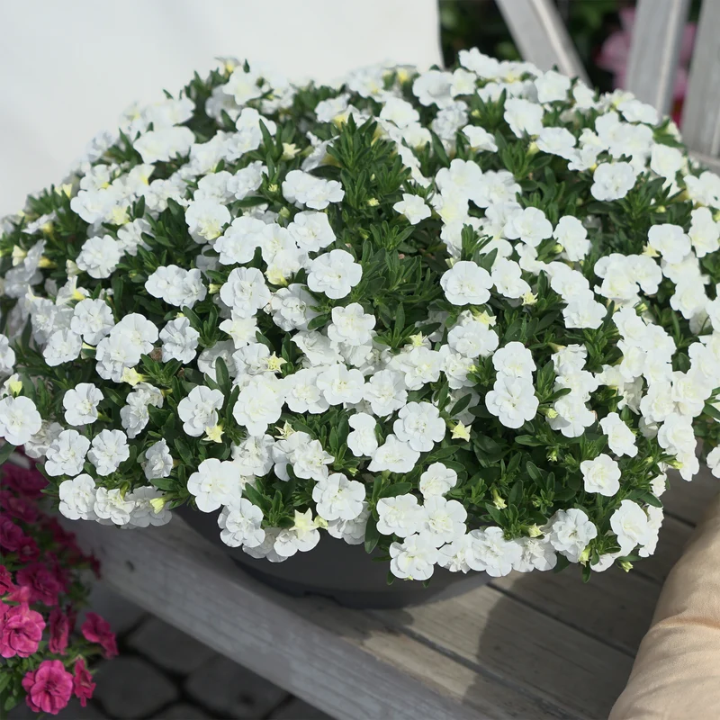 Mini-pétunia à fleurs doubles blanches