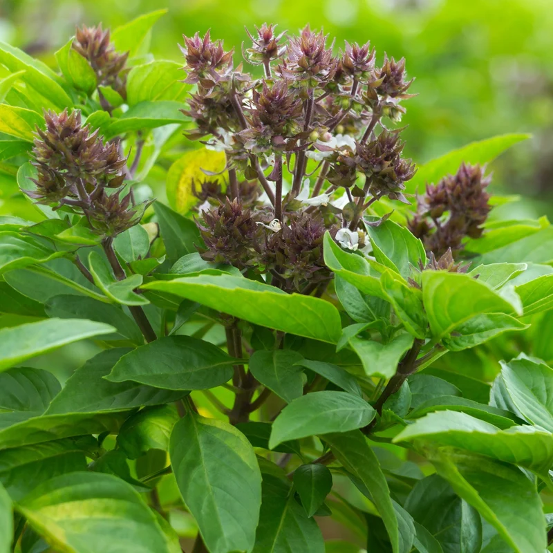 Plant de Basilic Thaï