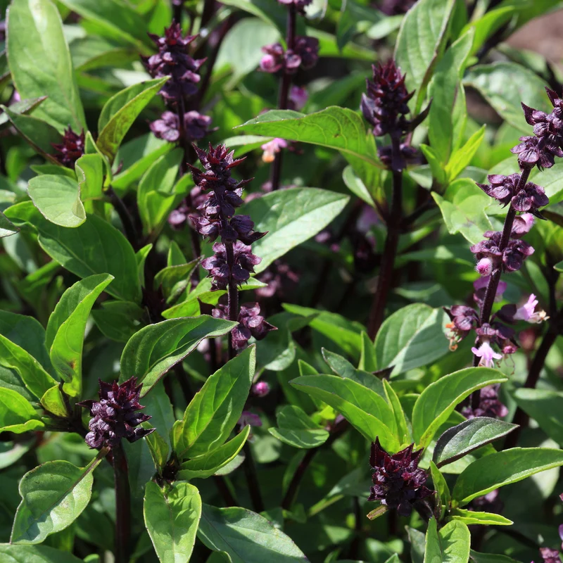 Plant de Basilic Thaï