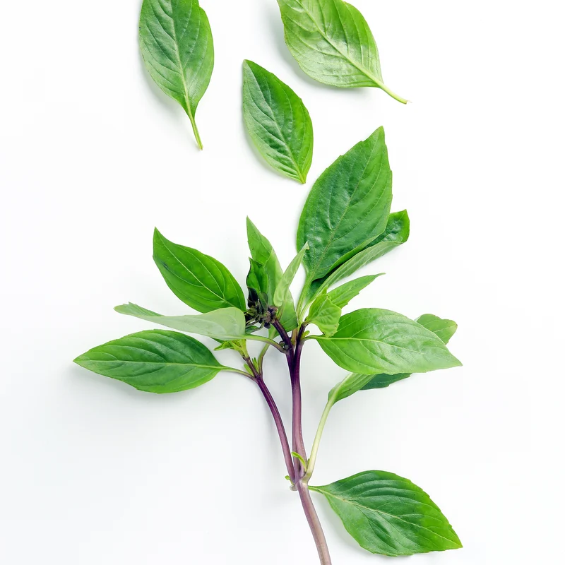 Plant de Basilic Thaï