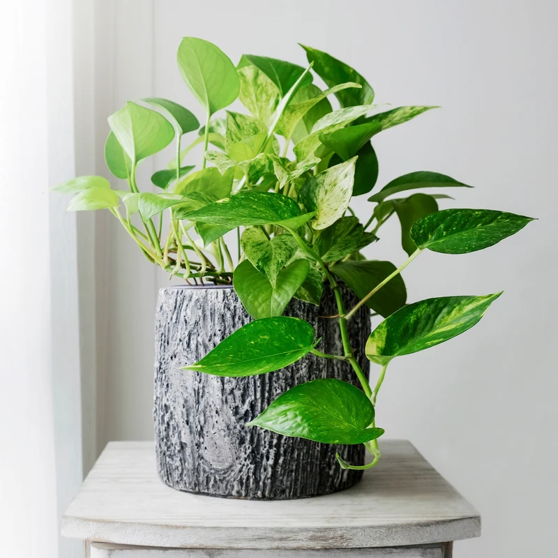 Epipremnum aureum