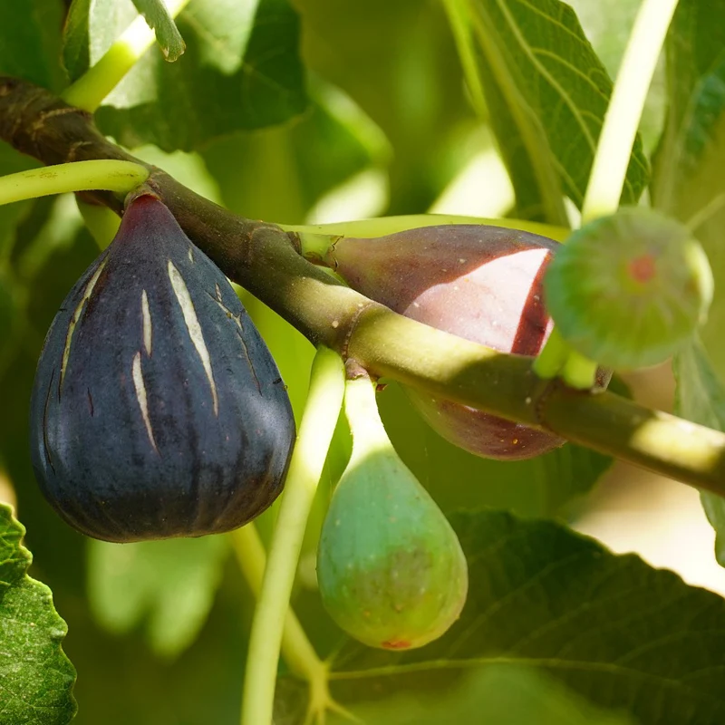 Figuier Violette D'Argenteuil