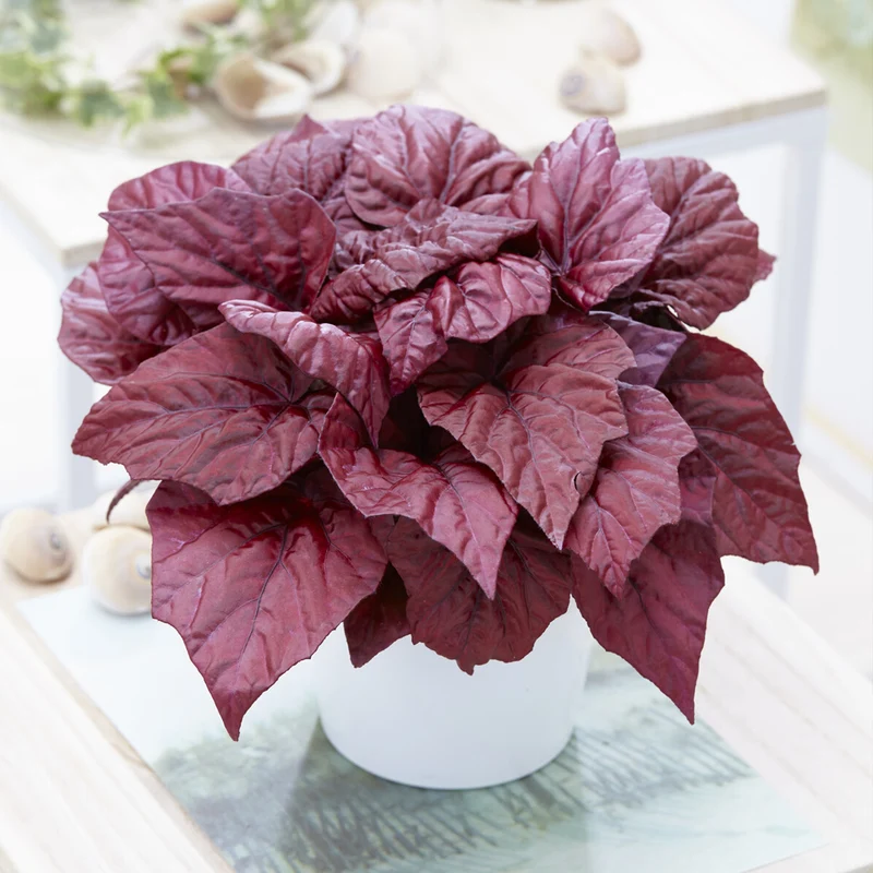 Bégonia Beleaf Inca Flame