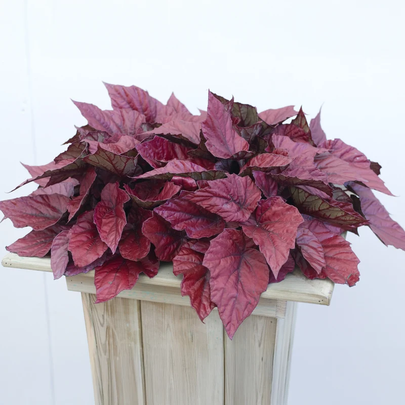 Bégonia Beleaf Inca Flame