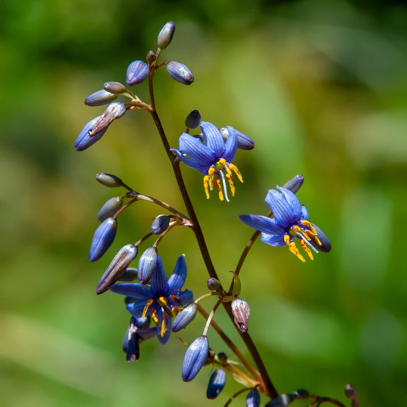 Dianella revoluta Little Rev ®