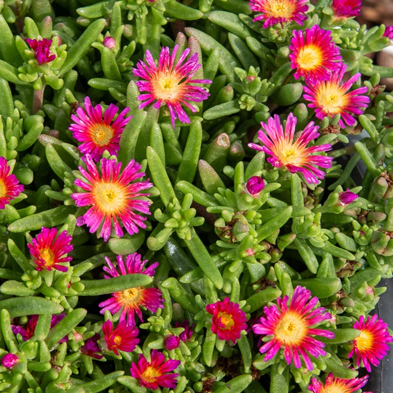Delosperma Wheels of Wonder® Hot Pink