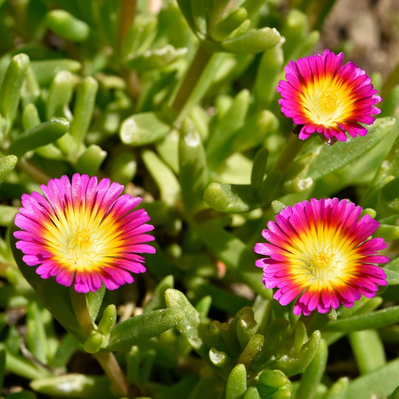 Delosperma Wheels of Wonder® Hot Pink