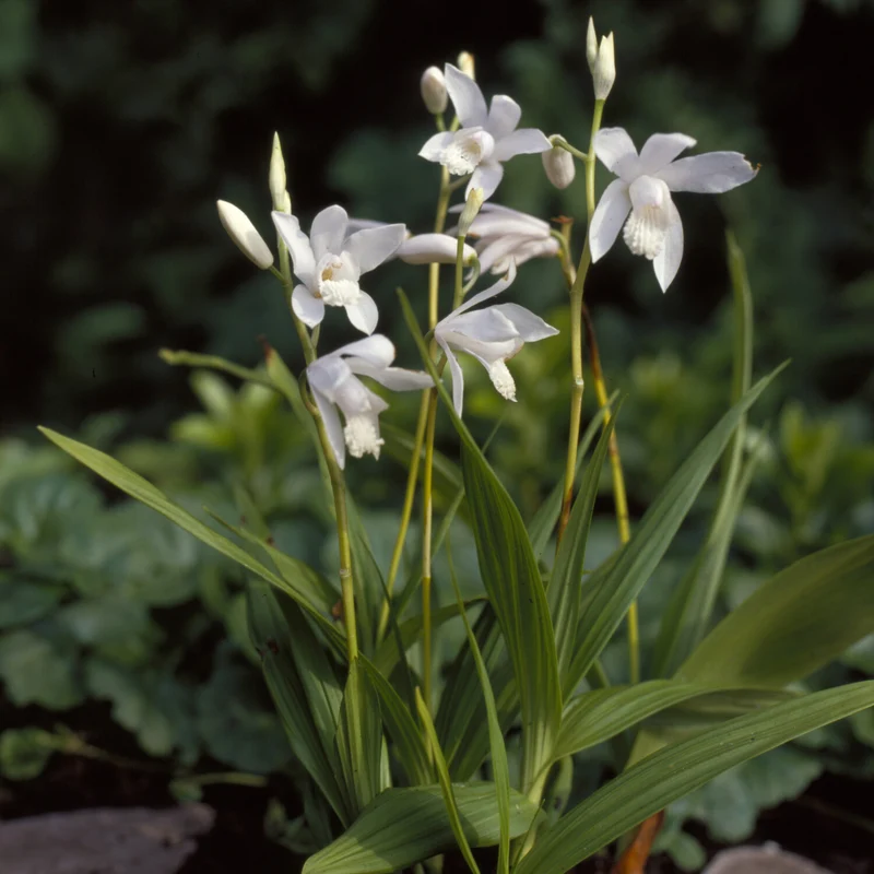 Orchidée Jacinthe Alba