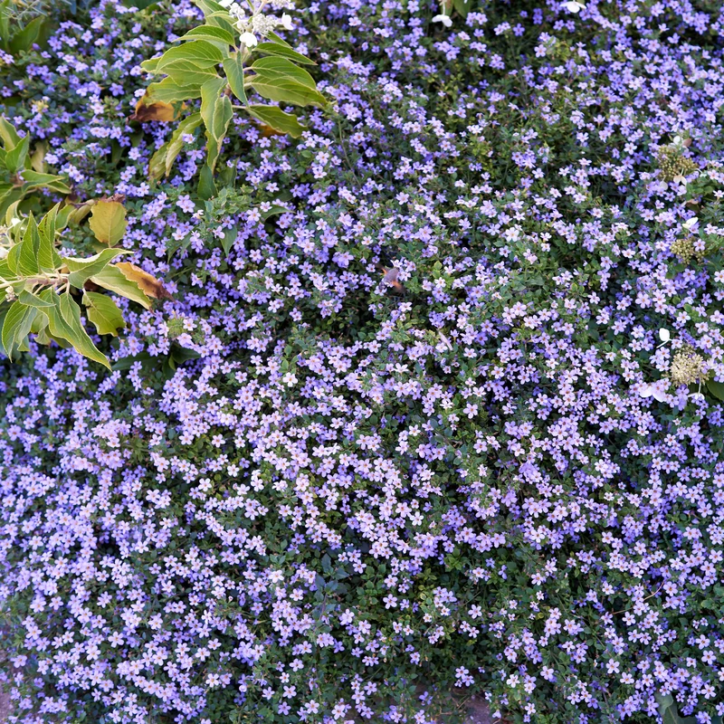 Bacopa bleu